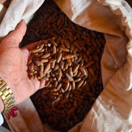 Premium Roasted Chilgoza (Pine Nuts) from Hunza & Gilgit-Baltistan | HUNZA BLOOM